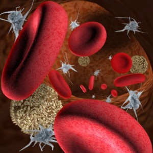 White blood cells in blood